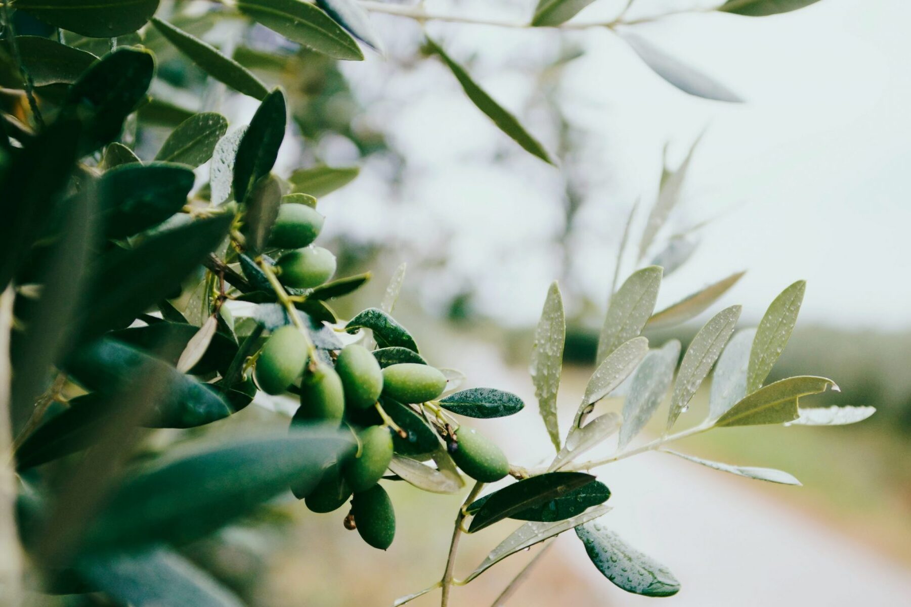 olive-leaves
