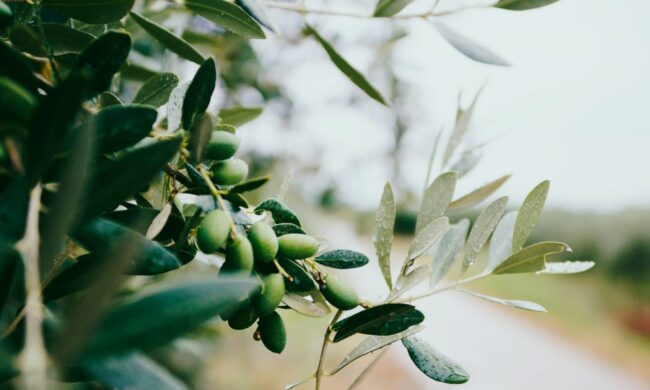olive-leaves